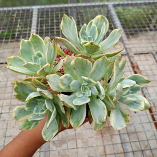 กุหลาบหิน Echeveria Luella Variegate กอใหญ่5-6นิ้ว สุดคุ้ม กุหลาบหิน ไม้อวบน้ำ succulent Echeveria haworthia lithop