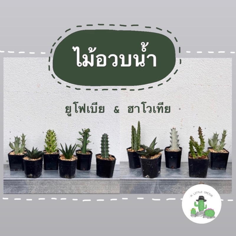 A Little cactus | แคคตัส กระบองเพชร ไม้อวบน้ำ ปะการังสายรุ้ง เก๋งจีน ว่านแคระ รูฟิด้า ยูโฟเบีย กุหลาบหิน