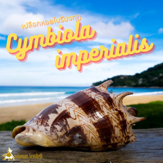 Andaman seashell เปลือกหอย หอยโนรีมงกุฏ (Cymbiola imperialis)