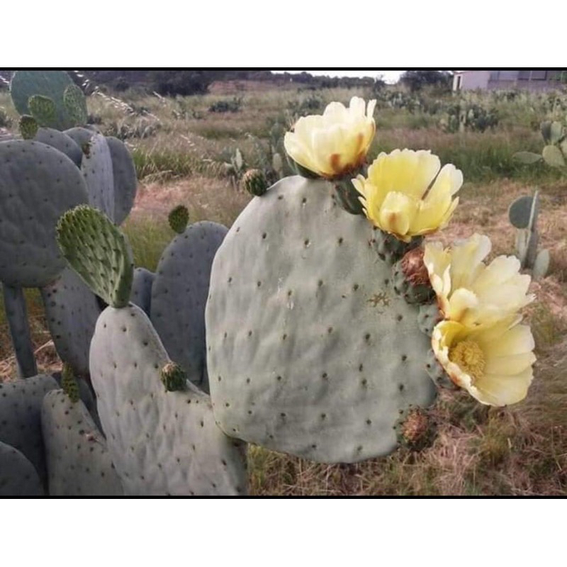 3 แถม 1 ‼️ โอพันเทีย โรบัสต้า สไปน์เลส Opuntia robusta spiles (แพดตัดสด) กินได้ ทานผลทานใบ