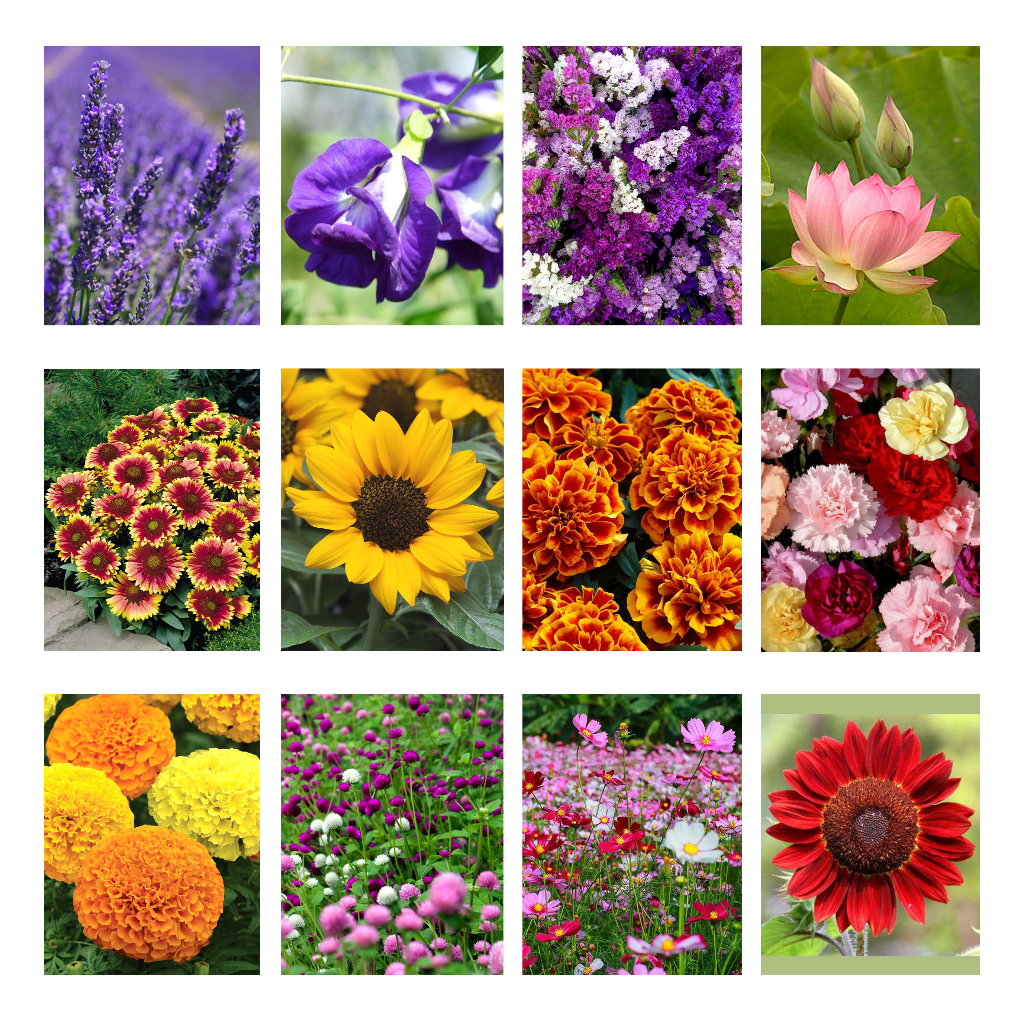 5 แถม 1 😊 (หรือครบ 95 บาท แถม 1) เมล็ดพันธุ์ดอกไม้ 🌻🌷🌼 ทานตะวัน ดาวกระจาย ดาวเรือง บัว บานชื่น ลาเวนเดอร์ สามเอ ,ตองสาม