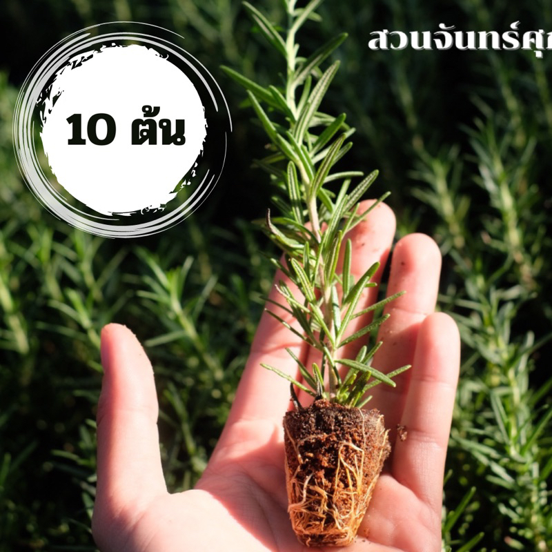 ต้นกล้าโรสแมรี่/🔥10 /โรสแมรี่ปักชำ Rosemary​  /สมุนไพรฝรั่ง