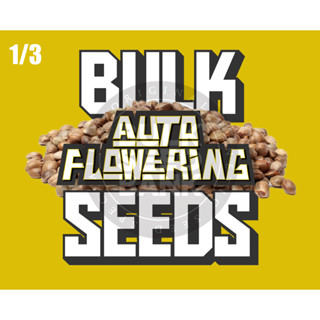 1/3 AUTO BulkSeedsbank ALL Breeds For 2023.