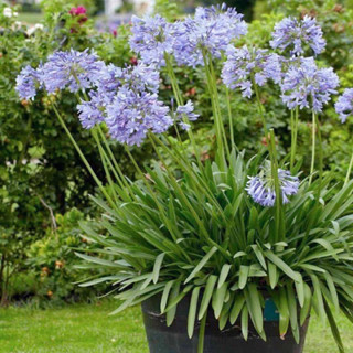 อะกาแพนทัส (Agapanthus)