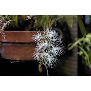 Habenaria medusa (นางอั้วปากฝอย) กล้วยไม้ดิน สูง 20-30 ซม.