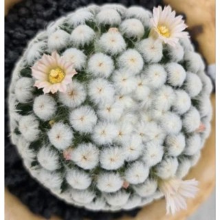 แมมขนนกอิโนกิ พ่อแม่พันธุ์ญี่ปุ่น ดอกสีชมพู ขนร่ม ร่มหุบ  🌺mammillaria Enoki🌺