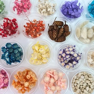 ดอกไม้แห้ง สำหรับงานDIY ดอกไม้แห้งมีหลายชนิดพร้อมส่งไม่มีขั้นต่ำ