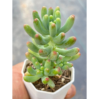 Sedum Pachyphyllum Rose Cluster ไม้อวบนำ้ น่ารักๆ กระถาง 2 นิ้ว