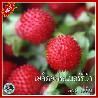 300+ เมล็ด สตรอเบอร์รี่ป่า สตรอเบอร์รี่ประดับ Fragaria vesca เมล็ดสตรอเบอร์รี่ป่า สตรอเบอร์รี่ สตอเบอรี่ป่า