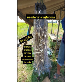 มองใยบัวดักปลามีทุ่นตะกั่ว (1.3เซน-14เซน) ใยบัว0.15/0.20 (สิ้นค้าพร้อมใช้งาน) รุม75/200เมตร