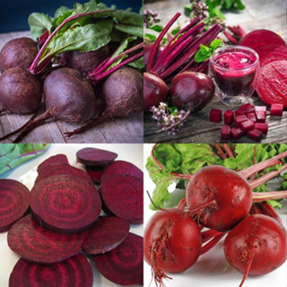 100+ เมล็ด เมล็ดบีทรูท - BeetRoot (ปลูกง่าย โตไว คั้นน้ำทานสดอร่อยมาก)