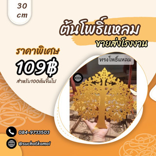 ขายส่ง 100ต้น โพธิ์เรียกทรัพย์