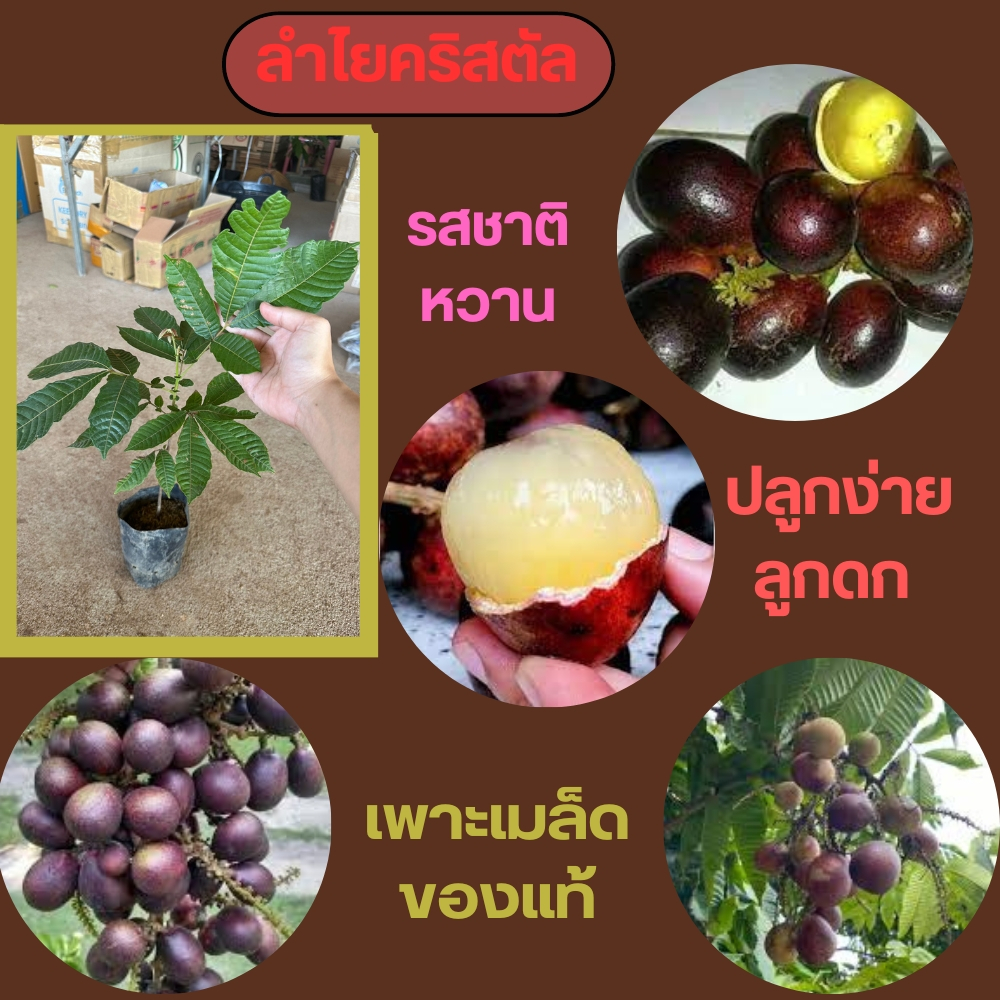 ต้นพันธุ์ลำไยคริสตัล เพาะเมล็ด🍇 🌲มีรสชาติคล้ายเงาะและลิ้นจี่ มีกลิ่นหอมคล้ายทุเรียนผสมอยู่🌲 🌼ความสูง 35-50 ซม.🌼