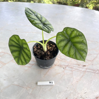 Alocasia Dragon Scale อโลคาเซีย ดราก้อนสเกล ไม้เนื้อเยื่อ เลือกต้นได้