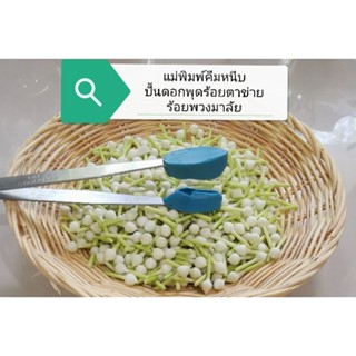 แม่พิมพ์​คีมหนีบปั้นดอกพุดร้อยตาข่าย
ร้อยพวงมาลัย