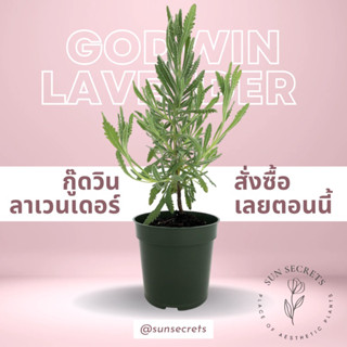 กู๊ดวินลาเวนเดอร์(Lavender, Goodwin Creek Grey) #สมุนไพรฝรั่ง