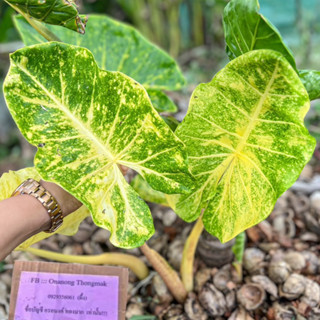 บอนเพชรเจ็ดสีลายจัดๆ ต้นใหญ่ตั้งแม่ Alocasia New Guinea Gold