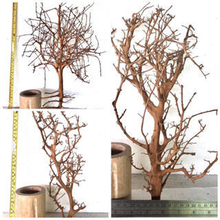 ไม้แต่งตู้ปลาจมน้ำ , กิ่งไม้แต่งตู้ปลา, รากไม้,Aquarium branch, driftwood, natural root, driftwood for fish tank