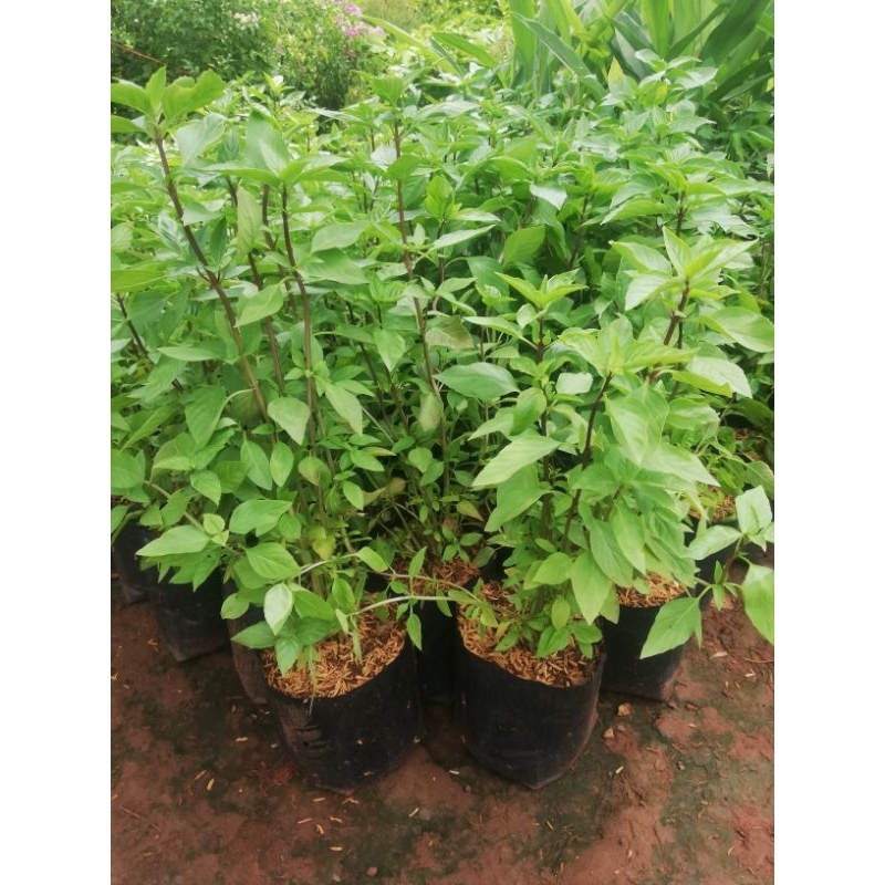 ต้นโหระพา, ต้นแมงลัก,ต้นกระเพรา ​ ผักสวนครัว ราคา 19 บาทค่ะ