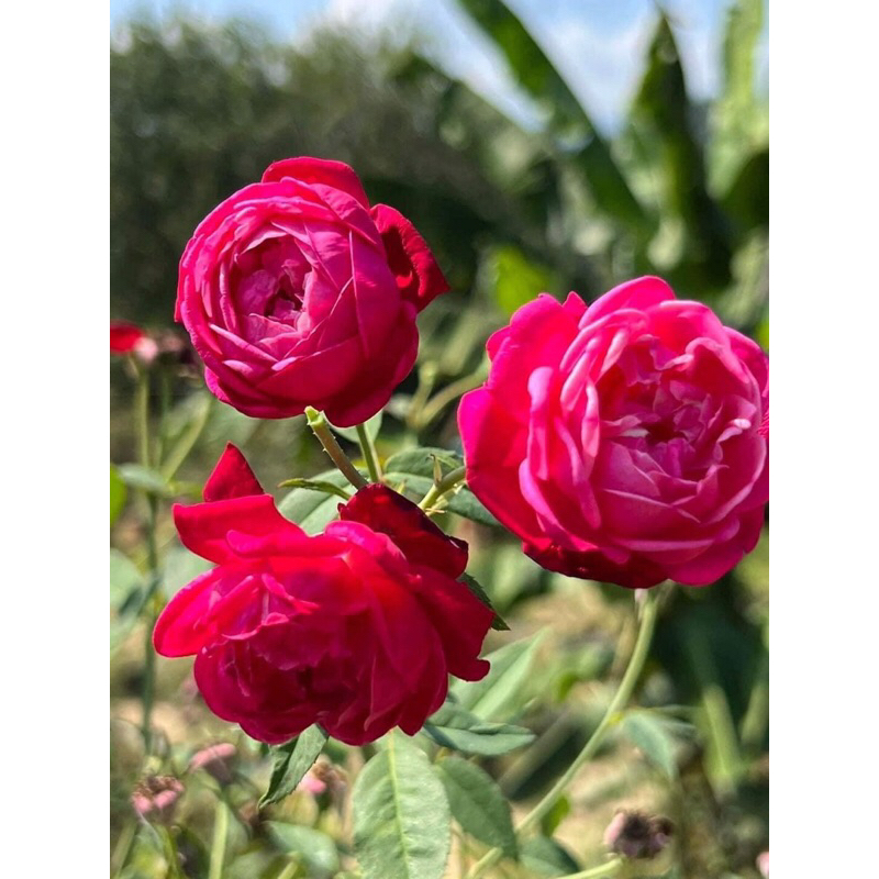 กุหลาบ-หลุยส์ฟิลิป ”Louis Philippe“  สีแดง-แดงอมชมพู ดอกทานได้ ชงชา ทำขนม  ไร้หนาม-หนามน้อยมาก