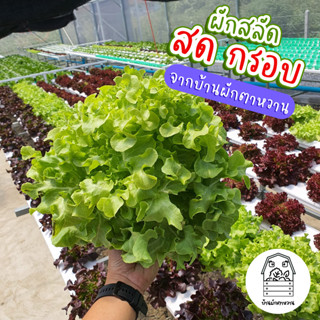ผักสลัด ปลอดสาร  เก็บสดๆ 1 ต้น (100 - 150 กรัม) บ้านผักตาหวาน
