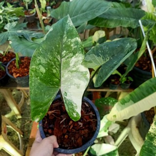 ❤️ (5/9/66) Alocasia Macrorrhiza Black Stem 🌱 บอนกระดาษดำด่าง ด่างสวย เลือกต้นไม้ 🌱 ไม้ด่าง บอนสี 🌱 [AMBS]