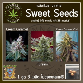 [ FOTO ♀️ คัดเพศเมีย] เมล็ดกัญชา เมล็ดพันธุ์กัญชา Cream / Caramel / CBD ราคาต่อ 1 เมล็ด บรีดไทย เคลมฟรี กรณีไม่งอก