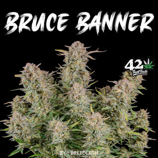 เมล็ดกัญชา Bruce Banner บีดไทย เมล็ดพันธุ์กัญชา สายพันธุ์แท้ พร้อมส่ง 1 ชุด 3 เมล็ด ไม่งอก เคลมฟรี 1 ครั้ง