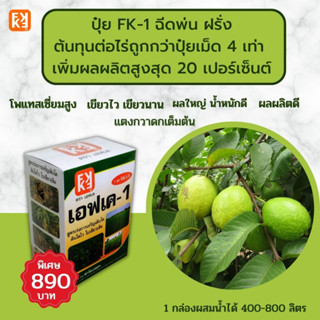 ฝรั่ง โตไว ใบเขียว ผลใหญ่ น้ำหนักดี ฉีดพ่น ปุ๋ย FK-1 ต้นทุนต่อไร่ถูกกว่าปุ๋ยเม็ด 4เท่า เพิ่มผลผลิตสูงสุด 20เปอร์เซ็นต์