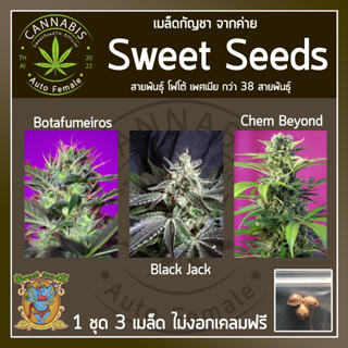 [ FOTO คัดเพศเมีย] เมล็ดกัญชา เมล็ดพันธุ์กัญชา Botafumeiros, BlackJack, ChemBeyondค่าย SweetSeeds บรีดไทย เคลมฟรี