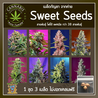 [ FOTO ♀️ คัดเพศเมีย] เมล็ดกัญชา เมล็ดพันธุ์กัญชา ค่าย SweetSeeds บรีดไทย เคลมฟรี กรณีไม่งอก พร้อมส่ง