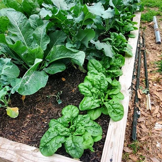 เมล็ดพันธุ์ สปินิส ปวยเล้ง บลูมเดล Bloomdale Spinach Seed 200 เมล็ด ของแท้ เมล็ดพันธุ์พืช เมล็ดพันธุ์ผัก