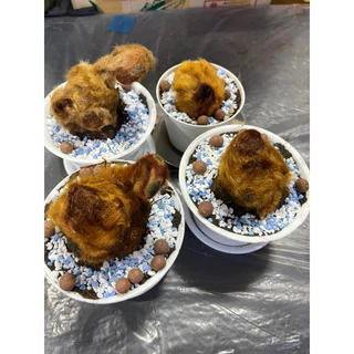 ต้นว่านลูกไก่ทองคำขนาดเล็กพร้อมกระถาง