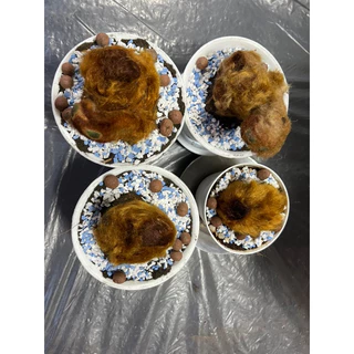 ต้นว่านลูกไก่ทองคำขนาดเล็กพร้อมกระถาง