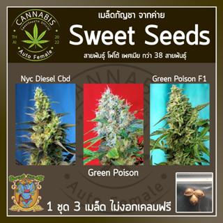 [ FOTO ♀️ คัดเพศเมีย] เมล็ดกัญชา เมล็ดพันธุ์กัญชา NYCDiesel, GreenPoison / F1 ค่าย SweetSeeds บรีดไทย เคลมฟรี