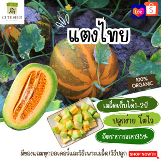 เมล็ดพันธุ์แตงไทย จำนวน 100 เมล็ด อัตราการงอก95% ปลูกง่าย โตไว (แถมฟรี เมล็ดผักทุกออเดอร์)