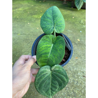 ต้นใบบุญ ออมใบบุญ ไม้ใบสวยตระกูลออม Syngonium macrophyllum "Frosted Heart"