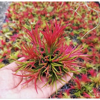 Tillandsia ionantha fuego clump 3 กอ 100.-