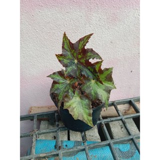 🍁บีโกเนียคลีโอพัตรา🍁 กระถาง 4 นิ้ว ไม้ประดับใบแฉกสีเข้มเป็นเอกลักษณ์