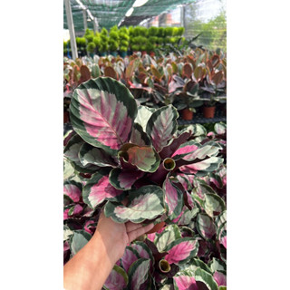 #คล้าโรซี่ #คล้าโรซี่ calathea roseopicta rosy