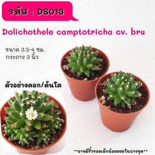 DS013 Dolichothele camptotricha cv. bru โดลิโคเทเล ซีวีบู ไม้เมล็ดและไม้ชำหน่อ Cactus กระบองเพชร พืชอวบน้ำ พืชทะเลทราย