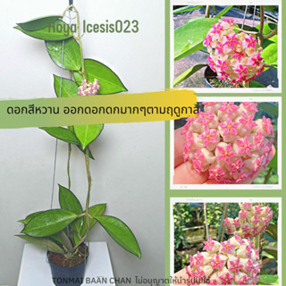 Hoya Icesis023 โฮย่า ไม้เลื้อย  ต้นไม้แขวนประดับ ไม้ดอก กลิ่นหอมเย็น ออกดอกดก ส่งต้นติดดอก