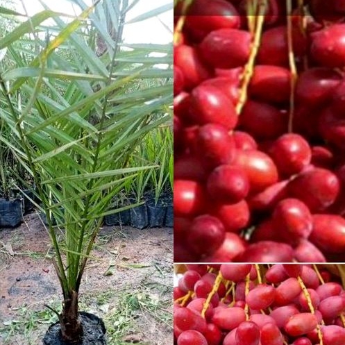 ต้นอินทผลัมพันธุ์โคไนซี่ผลสีแดงรสชาติหวานทานผลได้ทั้งสดและสุก