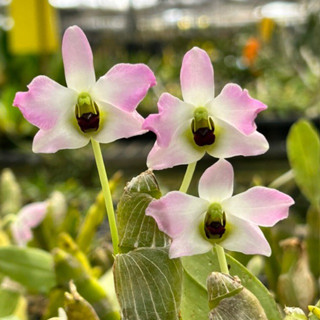 หวายแบนเวียดนาม Dendrobium trantuanii สีชมพู