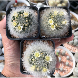 มุ้งมิ้งสุดๆ 🍭 Mammillaria albicoma🍭ขนแกะไร้หนาม ขนขาวนิ่มเป็นโคลนไม้นำเข้าญี่ปุ่น🇯🇵