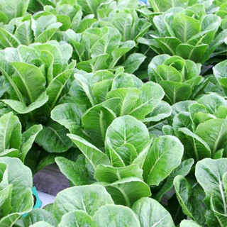 เมล็ดผักคอส 100เมล็ด (อัตราการงอก 99%) เมล็ดนำเข้า คุณภาพสูง - Cos Lettuce เมล็ดผัก เมล็ดผักสลัด เมล็ดคอส cos salad seed