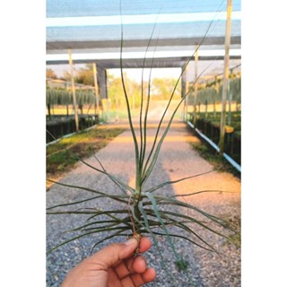 Tillandsia schiedeana major ไม้รากอากาศ