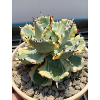 Agave isthmensis kabutogani variegated