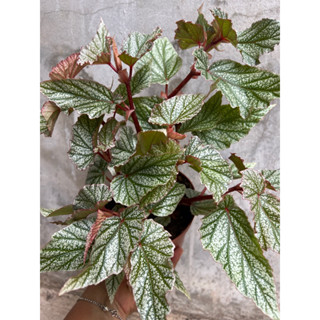 ต้นบีโกเนีย นำเข้า Begonia ‘Don Miller’ กอใหญ่