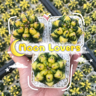 (ส่งฟรี) กระบองเพชร ยิมโนด่าง Moon lovers สีสวย พร้อมส่ง‼️